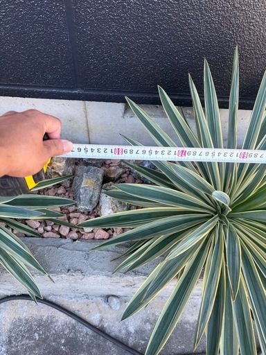 ユッカ・グロリオサ・バリエガータ 大株／株径約85cm／地植え引取（浜松）
