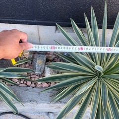ユッカ・グロリオサ・バリエガータ 大株／株径約85cm／地植え引取（浜松）の画像