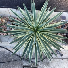ユッカ・グロリオサ・バリエガータ 大株／株径約85cm／地植え引取（浜松）の画像
