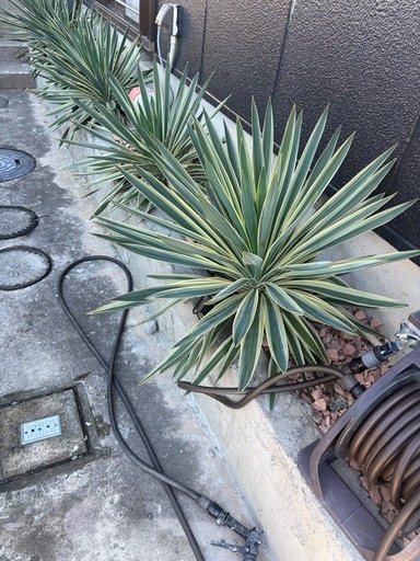 ユッカ・グロリオサ・バリエガータ 大株／株径約85cm／地植え引取（浜松）