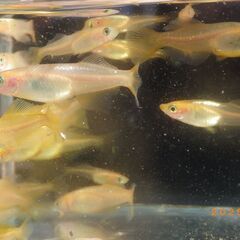 楊貴妃ヒカリRLFの選別漏れ【30匹】の画像