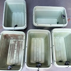 決定しましたm(__)m【メダカ】5個セット  28L オーバーフロー水槽【金魚】の画像