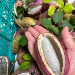 甘〜い♪ 天然  アケビ　木通の画像