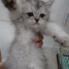 ペルシャの子猫 