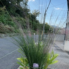 💐　ミューレンベルギアカピラリスの苗2株　💐の画像