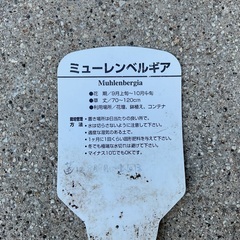💐　ミューレンベルギアカピラリスの苗2株　💐の画像