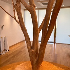 天然樹形　シンボルツリーの画像