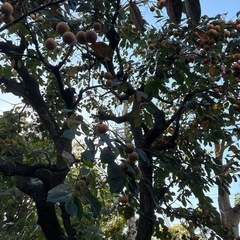 10個　無農薬　京都市　渋柿　つるし柿　季節仕事　干し柿の画像