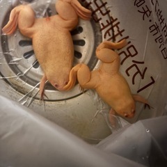 アルビノアフリカツメガエル　里親募集　オスメスいます1匹1500円 の画像