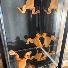 アルビノアフリカツメガエル　里親募集　オスメスいます1匹1500円 の画像