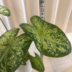 観葉植物　カラジウム　ハートトゥハート　の画像