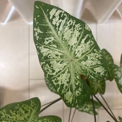 観葉植物　カラジウム　ハートトゥハート　の画像