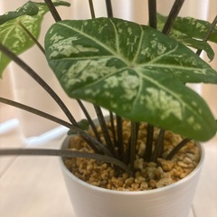 観葉植物　カラジウム　ハートトゥハート　の画像