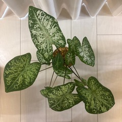 観葉植物　カラジウム　ハートトゥハート　の画像