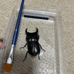 能勢オオクワガタの画像