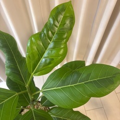 観葉植物　フィカス　アルテシマ鉢植え
の画像