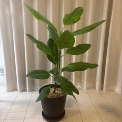 観葉植物　フィカス　アルテシマ鉢植え
の画像