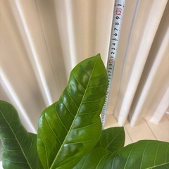 観葉植物　フィカス　アルテシマ鉢植え
の画像