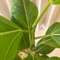 観葉植物　フィカス　アルテシマ鉢植え
の画像