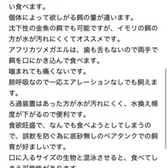 アルビノアフリカツメガエル　里親募集　オスメスいます1匹1500円 の画像