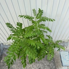 カレーリーフ　鉢植えの画像