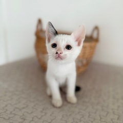 ショ・ボーン君❣️肩の乗り大好き男の子