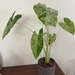 アロカシア　子株セット5鉢　観葉植物
の画像