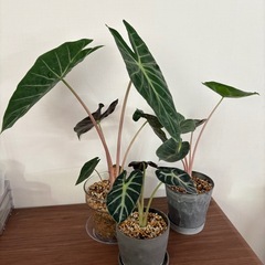 アロカシア　子株セット5鉢　観葉植物
の画像
