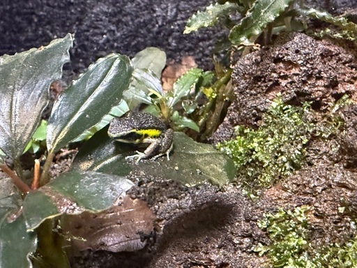 ケージ類と生体のセット