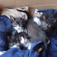 猫4匹　里親募集中