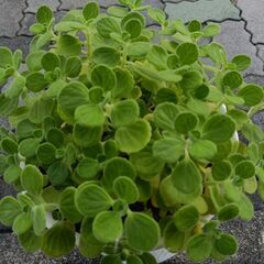 大人気ハーブ☆ウンベラータ☆大きい鉢付きの画像