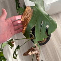 観葉植物　モンステラ　の画像