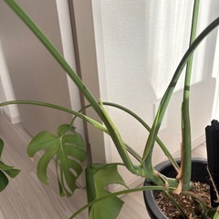 観葉植物　モンステラ　の画像