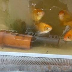 金魚　5匹の画像
