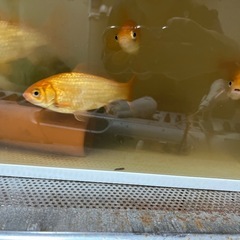 金魚　5匹の画像