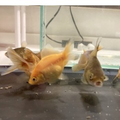 8匹　オランダ獅子頭ミックスの画像