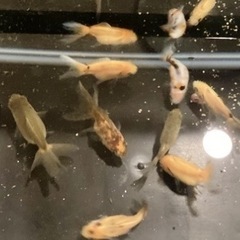 8匹　オランダ獅子頭ミックスの画像