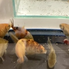 8匹　オランダ獅子頭ミックスの画像