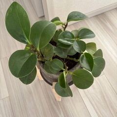 観葉植物の画像