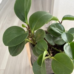 観葉植物の画像