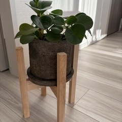 観葉植物の画像