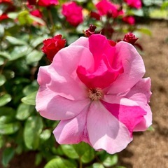 先着7名🎈心と体スッキリ🎉幸せに🥰ご相談と解決！🌈🎶