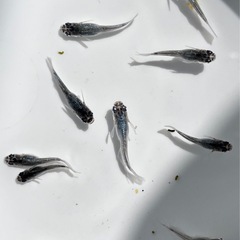 【最終値下げ】メダカ　スペード 5匹　未選別　めだか　ミジンコ　ゾウリムシ　⑥の画像