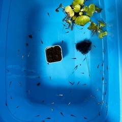 【最終値下げ】メダカ　スペード 5匹　未選別　めだか　ミジンコ　ゾウリムシ　⑥の画像