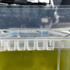 【最終値下げ】メダカ　スペード 5匹　未選別　めだか　ミジンコ　ゾウリムシ　⑥の画像