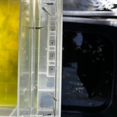 【最終値下げ】メダカ　スペード 5匹　未選別　めだか　ミジンコ　ゾウリムシ　⑥の画像