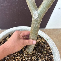 プルメリア赤の画像