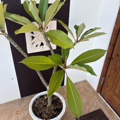 プルメリア赤の画像