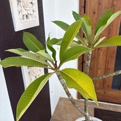 プルメリア赤の画像