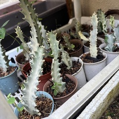 ホワイトゴースの画像